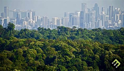 Forest within the City .